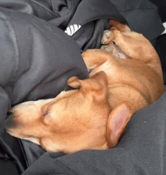 Dachshund Dogs Available for Adoption - Roscoe | PetCurious