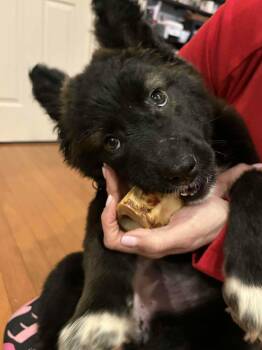 Shepherd Dogs Available for Adoption - Persephone - Fuzzy Butt Litter | PetCurious