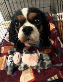 Phoebe -  Cavalier King Charles Spaniel Dog for Adoption in Akron, New York - Phoebe | PetCurious