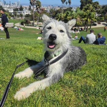 Lily Blue -  Terrier and Schnauzer Dog for Adoption in Pacifica, California - Lily Blue | PetCurious