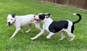 Sprinter - Local 7-10 -  American Bulldog Dog for Adoption in Princeton, Massachusetts - Sprinter - Local 7-10 | PetCurious