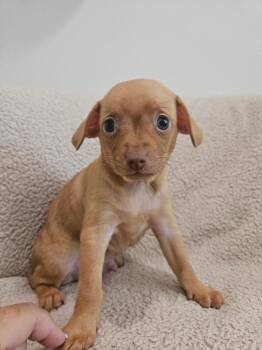 Fettuccini - Rosie Pup -  Chihuahua Dog for Adoption in Los Angeles, California - Fettuccini - Rosie Pup | PetCurious