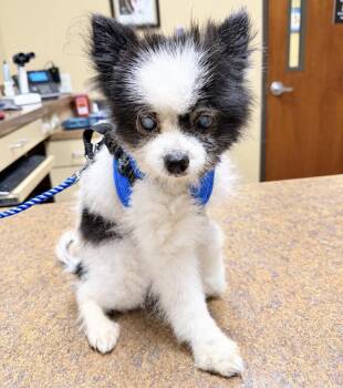 Montana -  Pomeranian Dog for Adoption in Garland, Texas - Montana | PetCurious