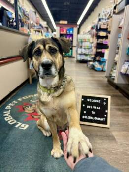 Mixed Breed Dogs Available for Adoption in Winnipeg, Manitoba - Belinda | PetCurious