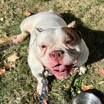 Rescue English Bulldog Dogs for Adoption in Huber Heights, Ohio - Juno | PetCurious