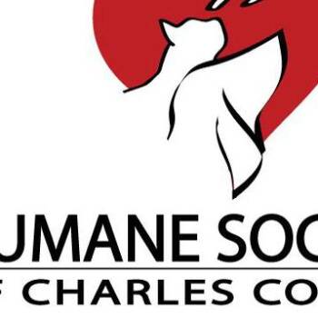 Chunky -  French Bulldog Dog for Adoption in Waldorf, Maryland - Chunky | PetCurious