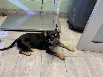 JOVITA -  Staffordshire Bull Terrier and Mixed Breed Dog for Adoption in Grand Prairie, Texas - JOVITA | PetCurious
