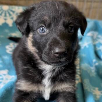 Falcon -  Shepherd and Border Collie Dog for Adoption in Larkfield-wikiup, California - Falcon | PetCurious
