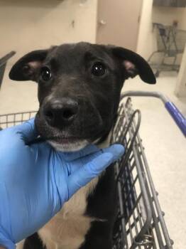 Labrador Retriever and Mixed Breed Dogs Available for Adoption in Conroe, Texas - HANNAH | PetCurious