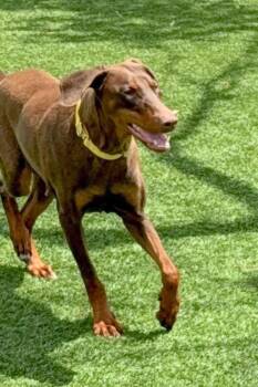 Doberman Pinscher Dogs Available for Adoption - Athena 3548 | PetCurious