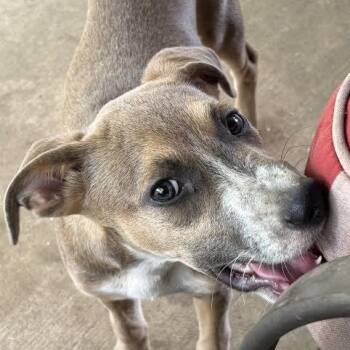 Greywind -  Terrier and Mixed Breed Dog for Adoption in Marshall, Texas - Greywind | PetCurious