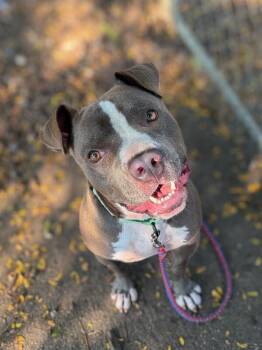 Trampoline -  Mixed Breed Dog for Adoption in Cincinnati, Ohio - Trampoline | PetCurious