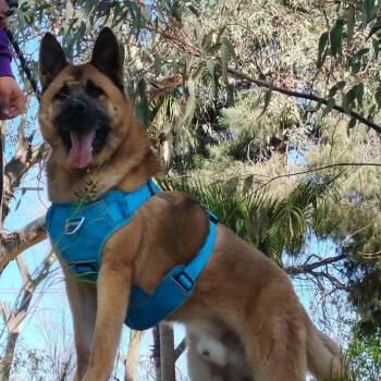 Rescue Shepherd Dogs for Adoption in San Diego, California - Maverick | PetCurious