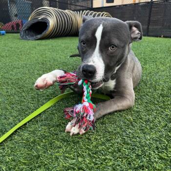 Mixed Breed Dogs Available for Adoption in Pittsburgh, Pennsylvania - George Orbinks | PetCurious
