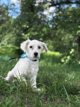 Carl -  Maltese Dog for Adoption in Gradyville, Kentucky - Carl | PetCurious