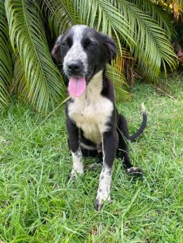 Labrador Retriever Dogs Available for Adoption - Pepino  | PetCurious
