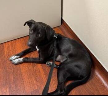 Black Labrador Retriever and Border Collie Dogs Available for Adoption in Carroll, Ohio - BELLA | PetCurious