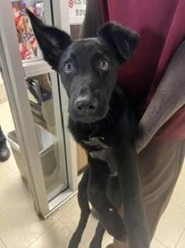 DODGER -  German Shepherd Dog Dog for Adoption in Stockton, California - DODGER | PetCurious
