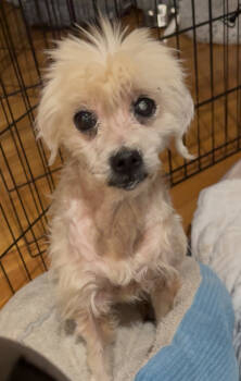 Rescue Miniature Poodle and Mixed Breed Dogs for Adoption in Severance, Colorado - Beverly | PetCurious