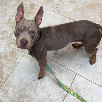Rescue Mixed Breed Dogs for Adoption in Galveston, Texas - Acorn | PetCurious