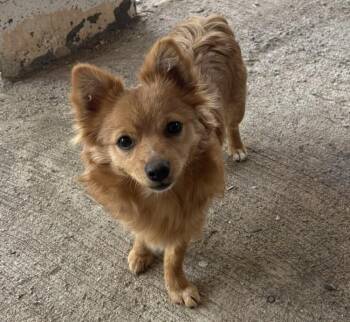 Goldie -  Pomeranian Dog for Adoption in Albuquerque, New Mexico - Goldie | PetCurious