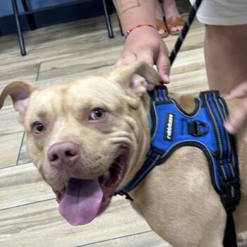 Zeus -  Pit Bull Terrier Dog for Adoption in Newark, New Jersey - Zeus | PetCurious