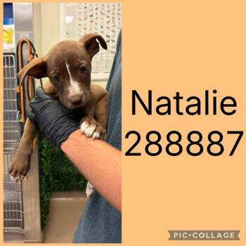 NATALIE -  Mixed Breed Dog for Adoption in Macon, Georgia - NATALIE | PetCurious
