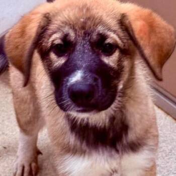 Chicken Soup -  Shepherd and Mixed Breed Dog for Adoption in North Charleston, South Carolina - Chicken Soup | PetCurious