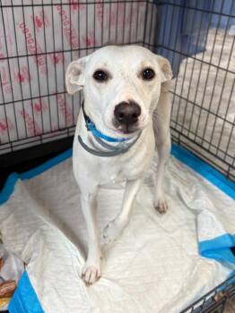 DEZZY -  Jack Russell Terrier and Chihuahua Dog for Adoption in Rochester, Indiana - DEZZY | PetCurious
