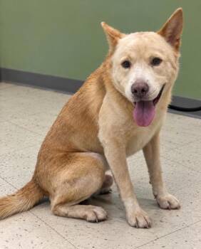 Kain -  Chow Chow Dog for Adoption in Gulfport, Mississippi - Kain | PetCurious