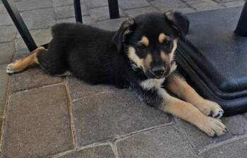 Andrew -  Shepherd Dog for Adoption in Mesa, Arizona - Andrew | PetCurious