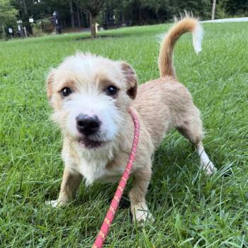 TRISCUIT -  Border Terrier and Parson Russell Terrier Dog for Adoption in Locust Fork, Alabama - TRISCUIT | PetCurious