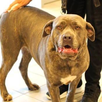 26-00654 SAPPHIRE -  Mastiff Dog for Adoption in Fredericksburg, Virginia - 26-00654 SAPPHIRE | PetCurious