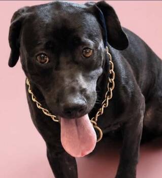 Daisy -  Black Labrador Retriever Dog for Adoption in Cuyahoga Falls, Ohio - Daisy | PetCurious