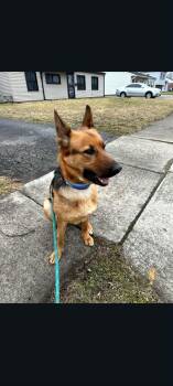 German Shepherd Dog Dogs Available for Adoption in Lewis Center, Ohio - Canela | PetCurious