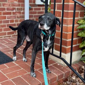 Labrador Retriever and Beagle Dogs Available for Adoption - Sammy | PetCurious