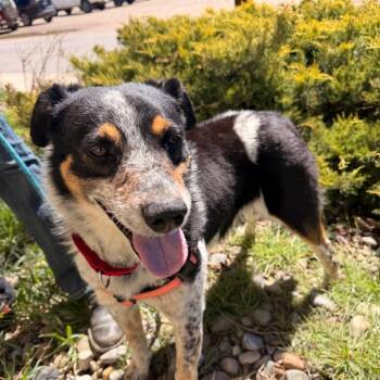 Freckles -  Australian Cattle Dog Blue Heeler Dog for Adoption in Pagosa Springs, Colorado - Freckles | PetCurious