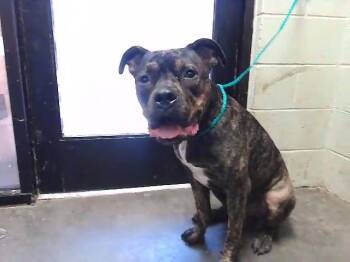 ARGO -  Pit Bull Terrier and Mixed Breed Dog for Adoption in Tulsa, Oklahoma - ARGO | PetCurious