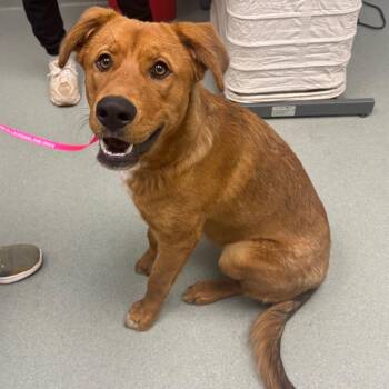 Mixed Breed Dogs Available for Adoption in Abilene, Texas - Cheeto | PetCurious