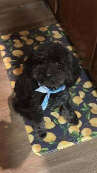 Quill -  Poodle Dog for Adoption in Pottstown, Pennsylvania - Quill | PetCurious