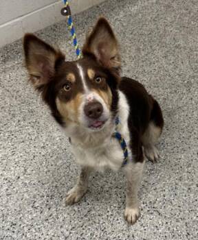 Nell -  Border Collie and Mixed Breed Dog for Adoption in Kansas City, Missouri - Nell | PetCurious