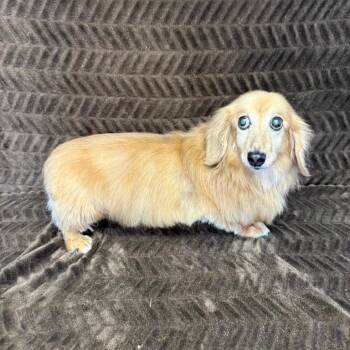 Angus -  Dachshund Dog for Adoption in Benld, Illinois - Angus | PetCurious