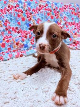 Mixed Breed Dogs Available for Adoption - Lily | PetCurious