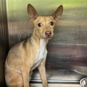 Jackie Legs -  Chihuahua and Mixed Breed Dog for Adoption in Austin, Texas - Jackie Legs | PetCurious