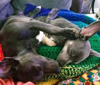 Tom and Jerry -  Chihuahua Dog Available for Adoption in Candler, North Carolina - Tom And Jerry | PetCurious