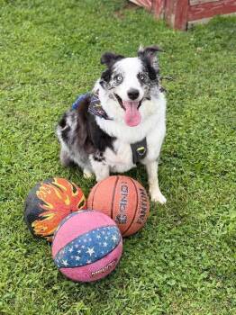 Dyson -  Australian Shepherd Dog for Adoption in Greensburg, Indiana - Dyson | PetCurious