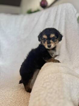Dachshund and Miniature Poodle Dogs Available for Adoption in Iron Ridge, Wisconsin - Bianca | PetCurious