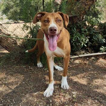 Pit Bull Terrier Dogs Available for Adoption - Rowdy | PetCurious