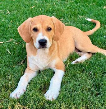 Dianelys Maria "Dee" Valladares -  Great Pyrenees Dog for Adoption in Kiowa, Oklahoma - Dianelys Maria "Dee" Valladares | PetCurious