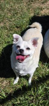 Peanut -  Chihuahua Dog for Adoption in Shepherdsville, Kentucky - Peanut | PetCurious